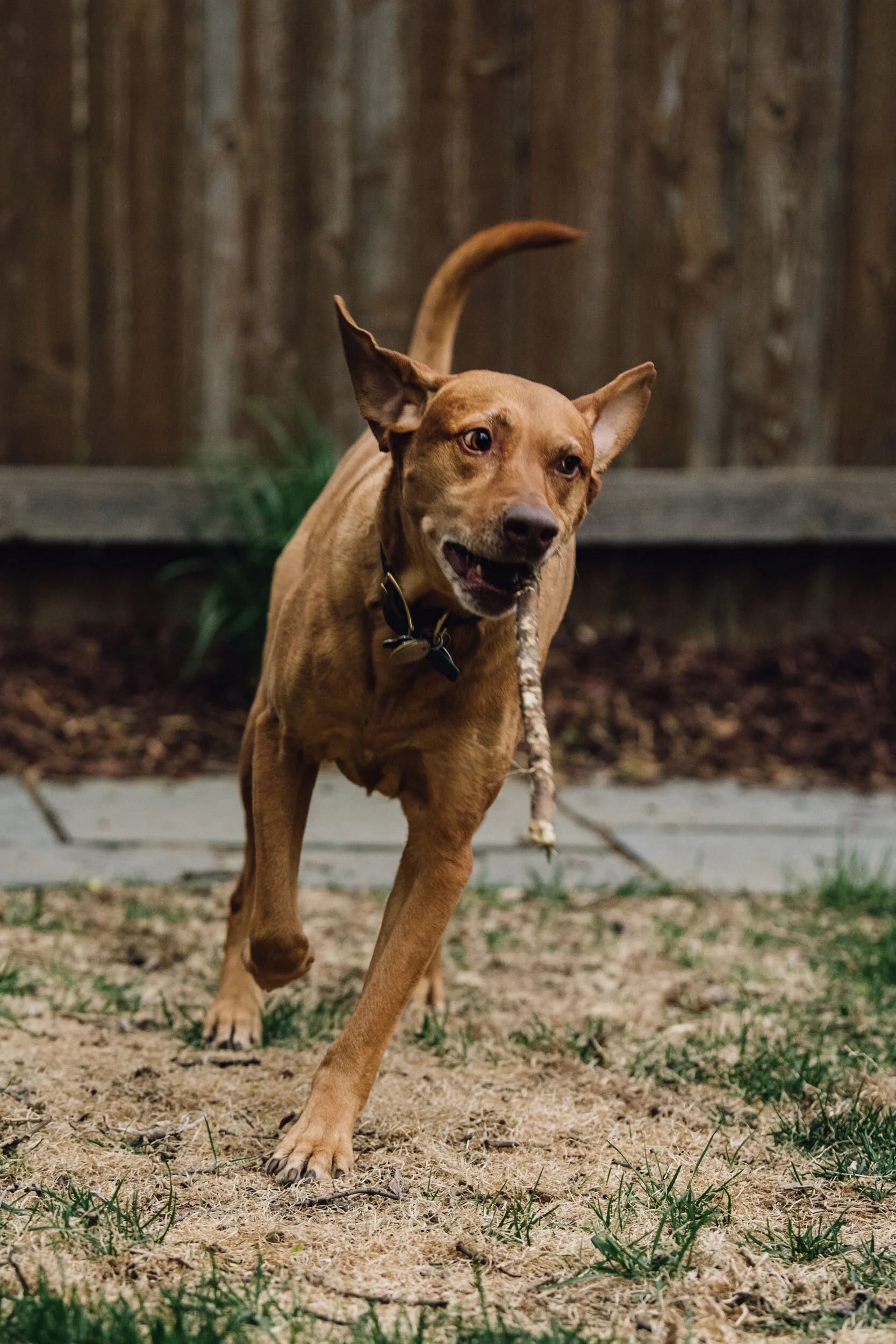 Minneapolis-dog-photographer-vizsla-playing-051320-6910.jpg