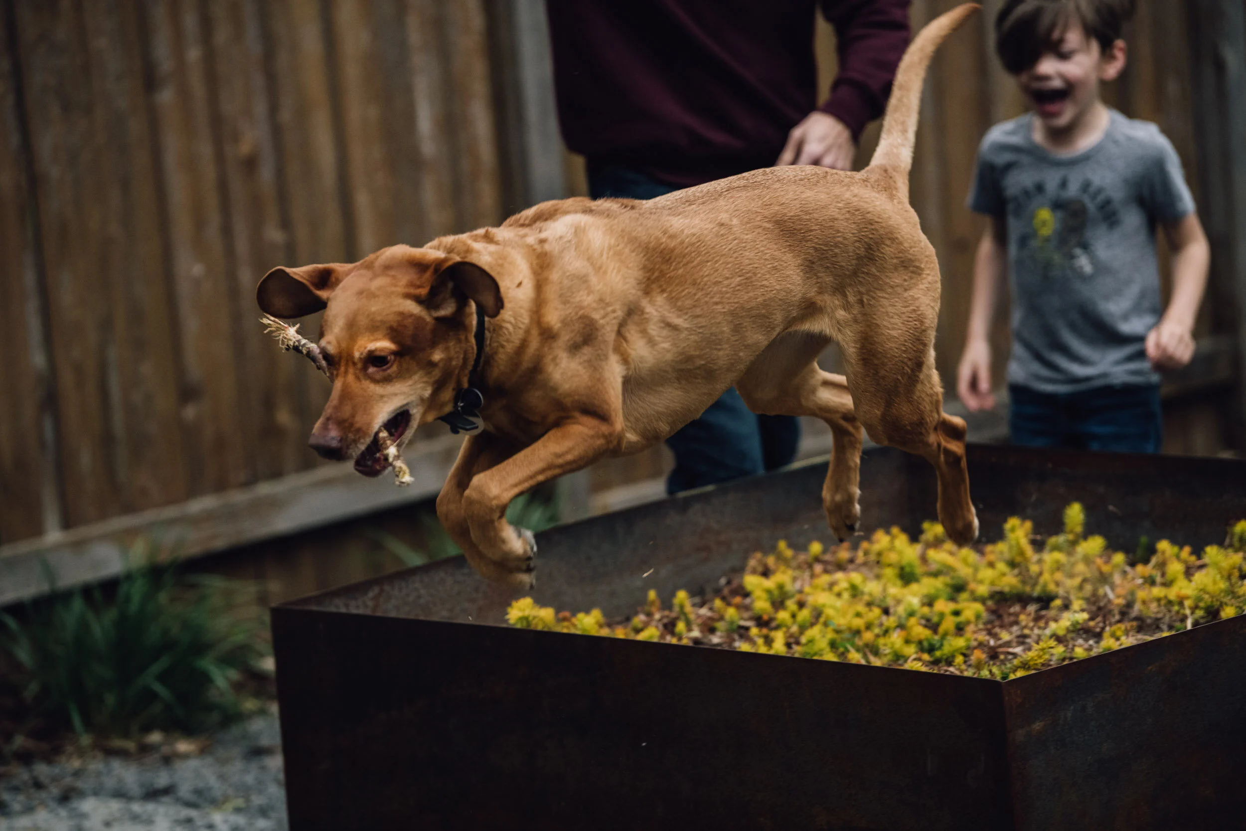 Minneapolis-dog-photographer-vizsla-playing-051320-6938.jpg
