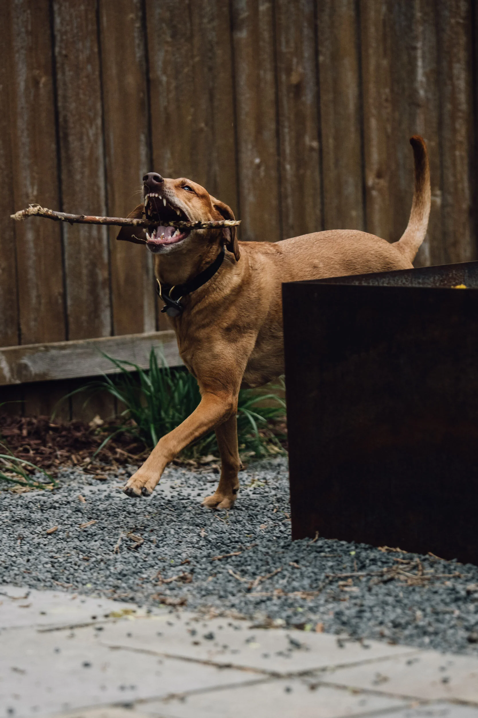 Minneapolis-dog-photographer-vizsla-playing-051320-6857.jpg