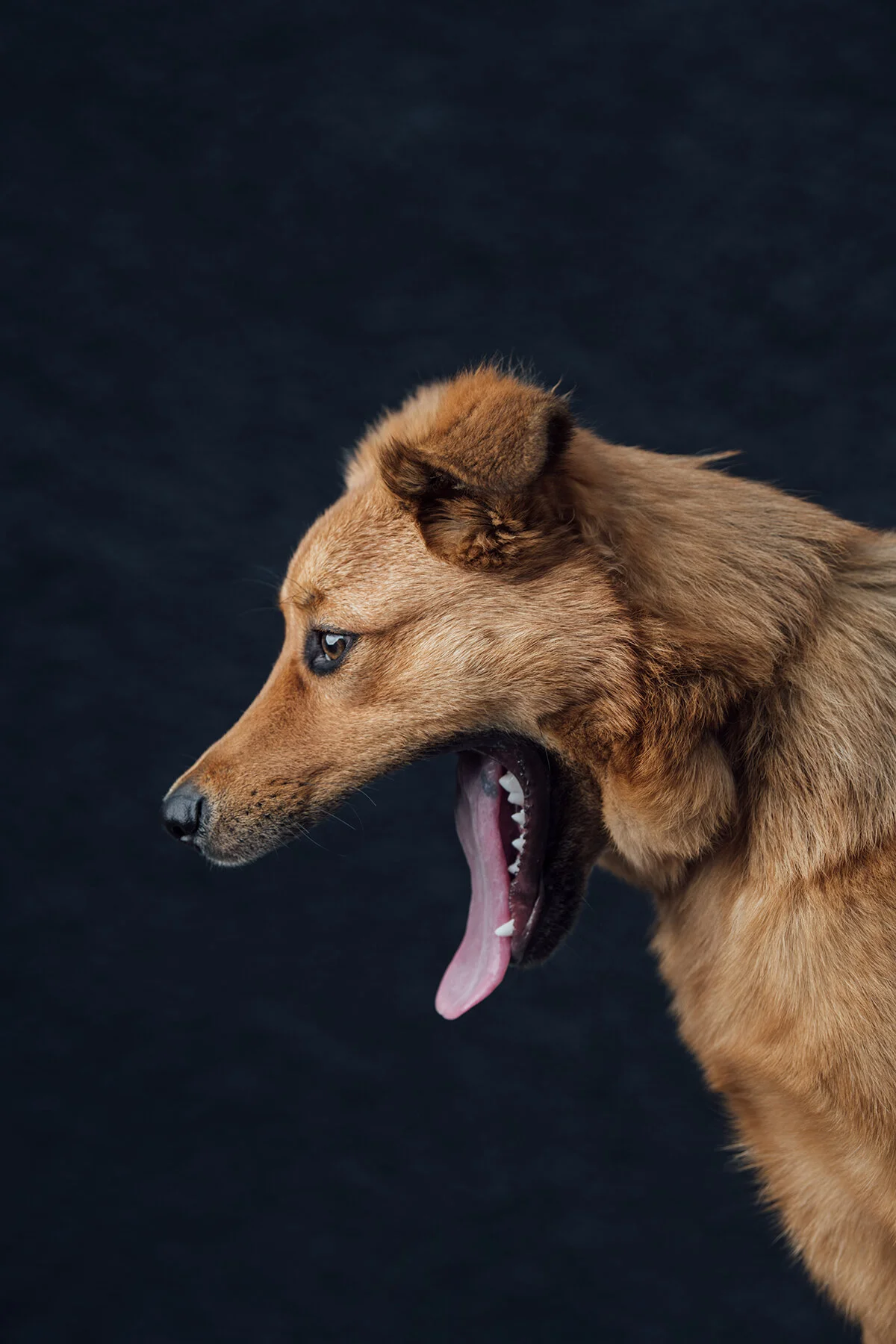 CHEWY_1201.jpg