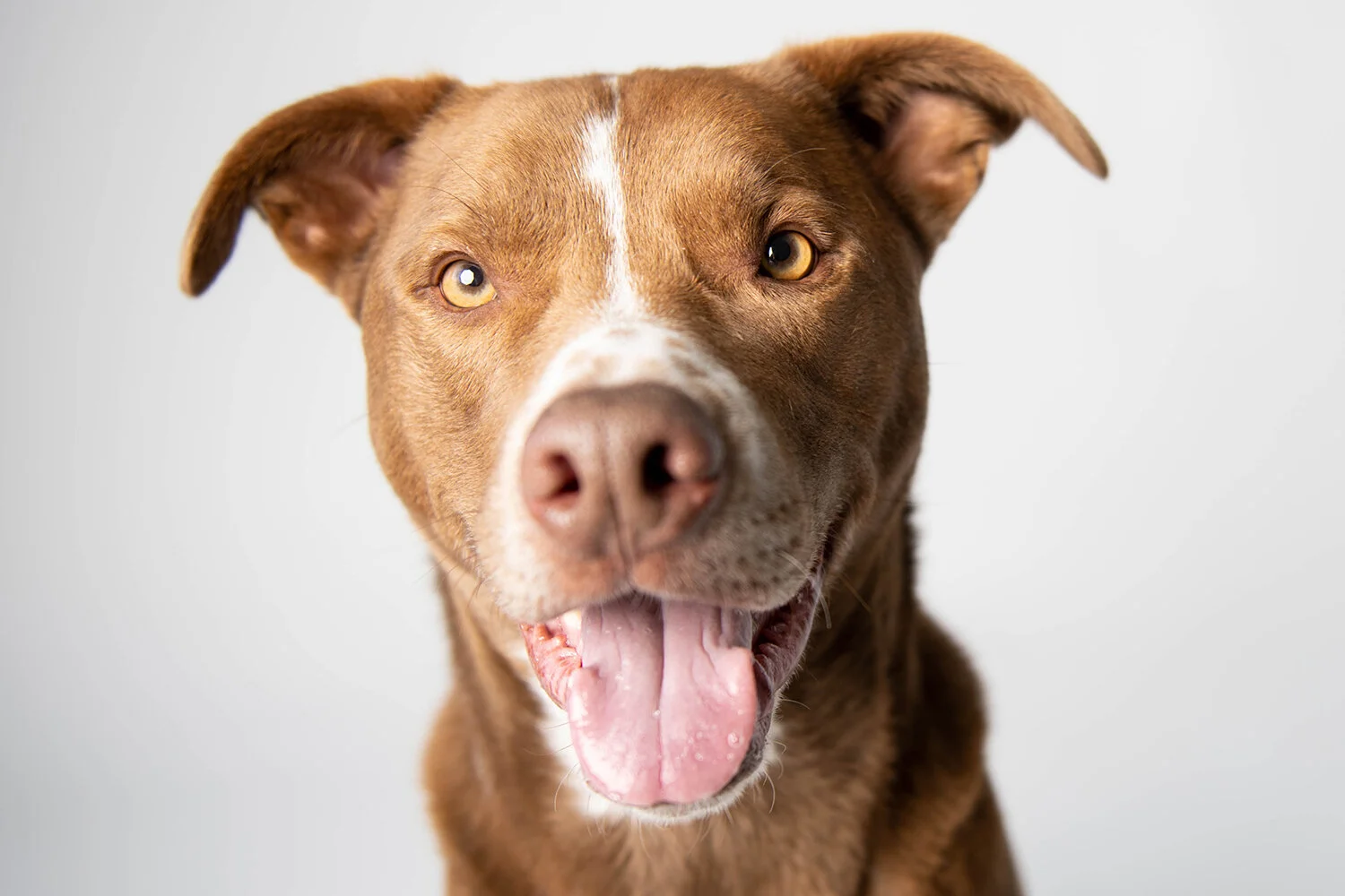 MinneapolisDogPhotographer_ArtimisAndOdie0007.jpg