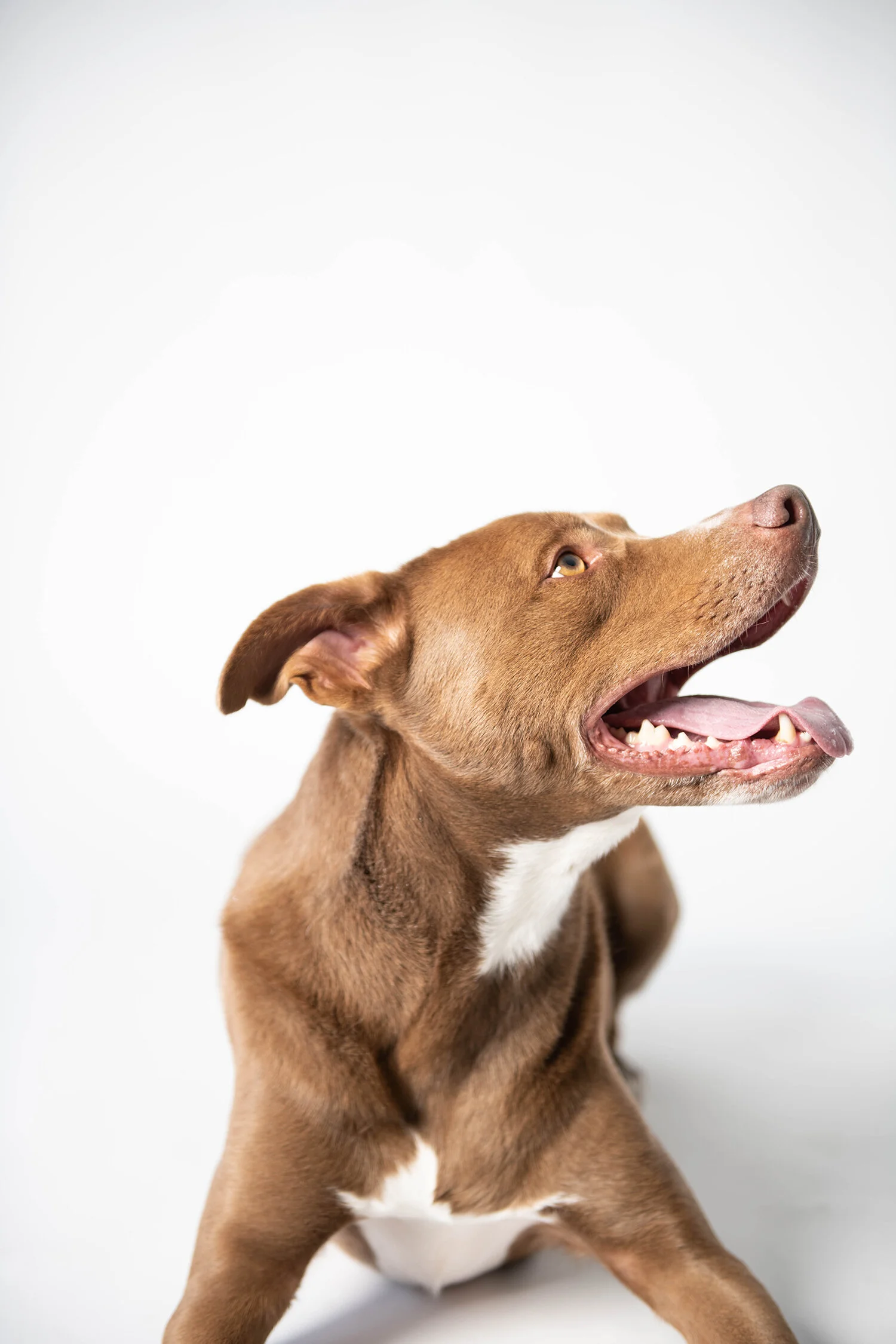 MinneapolisDogPhotographer_ArtimisAndOdie0009.jpg