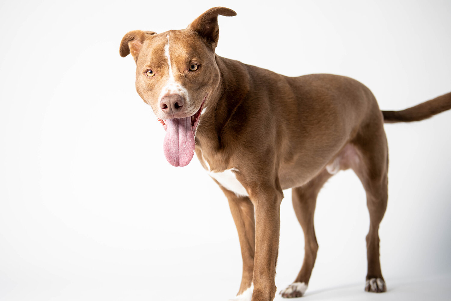 MinneapolisDogPhotographer_ArtimisAndOdie0015.jpg