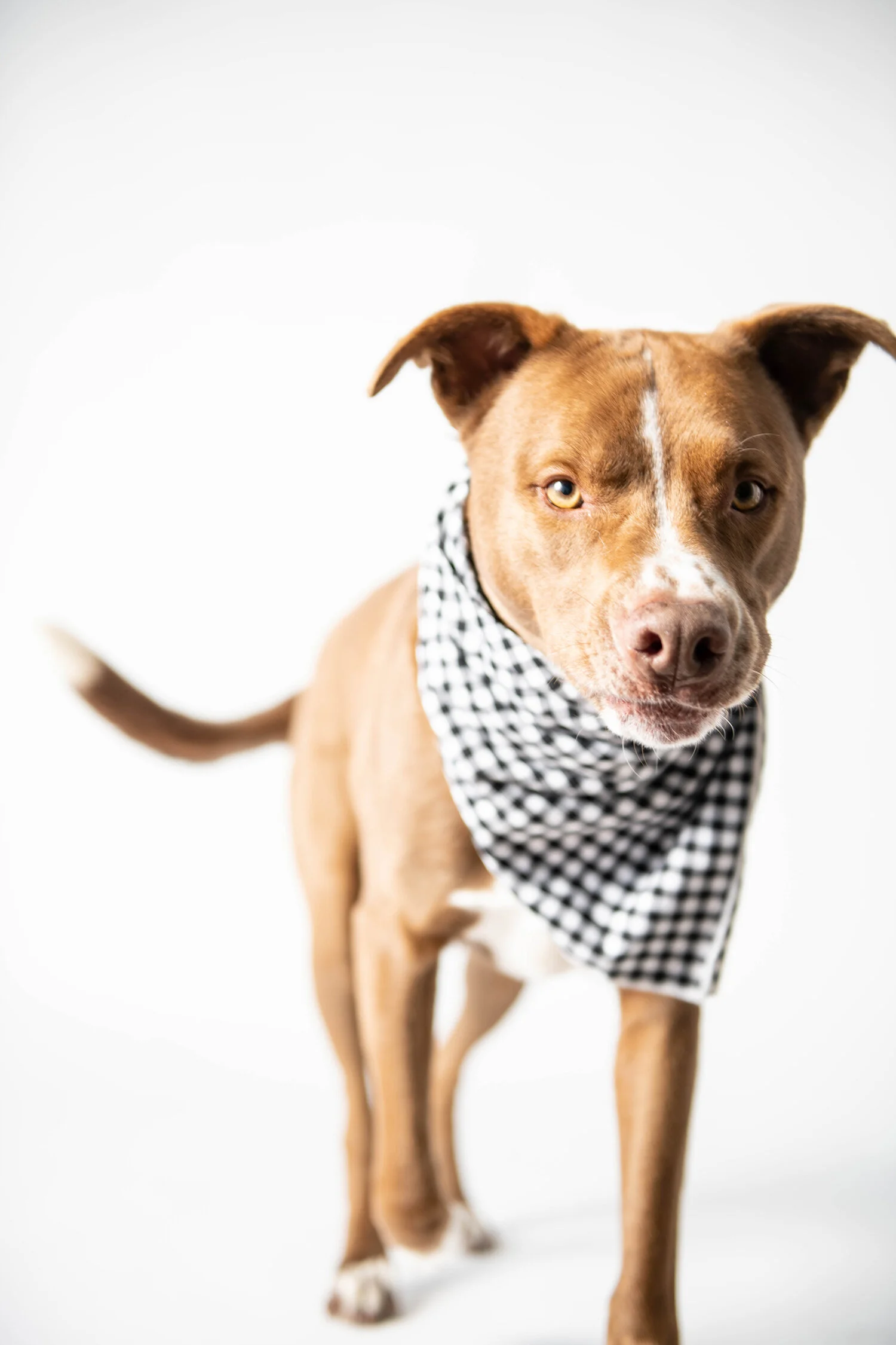 MinneapolisDogPhotographer_ArtimisAndOdie0017.jpg