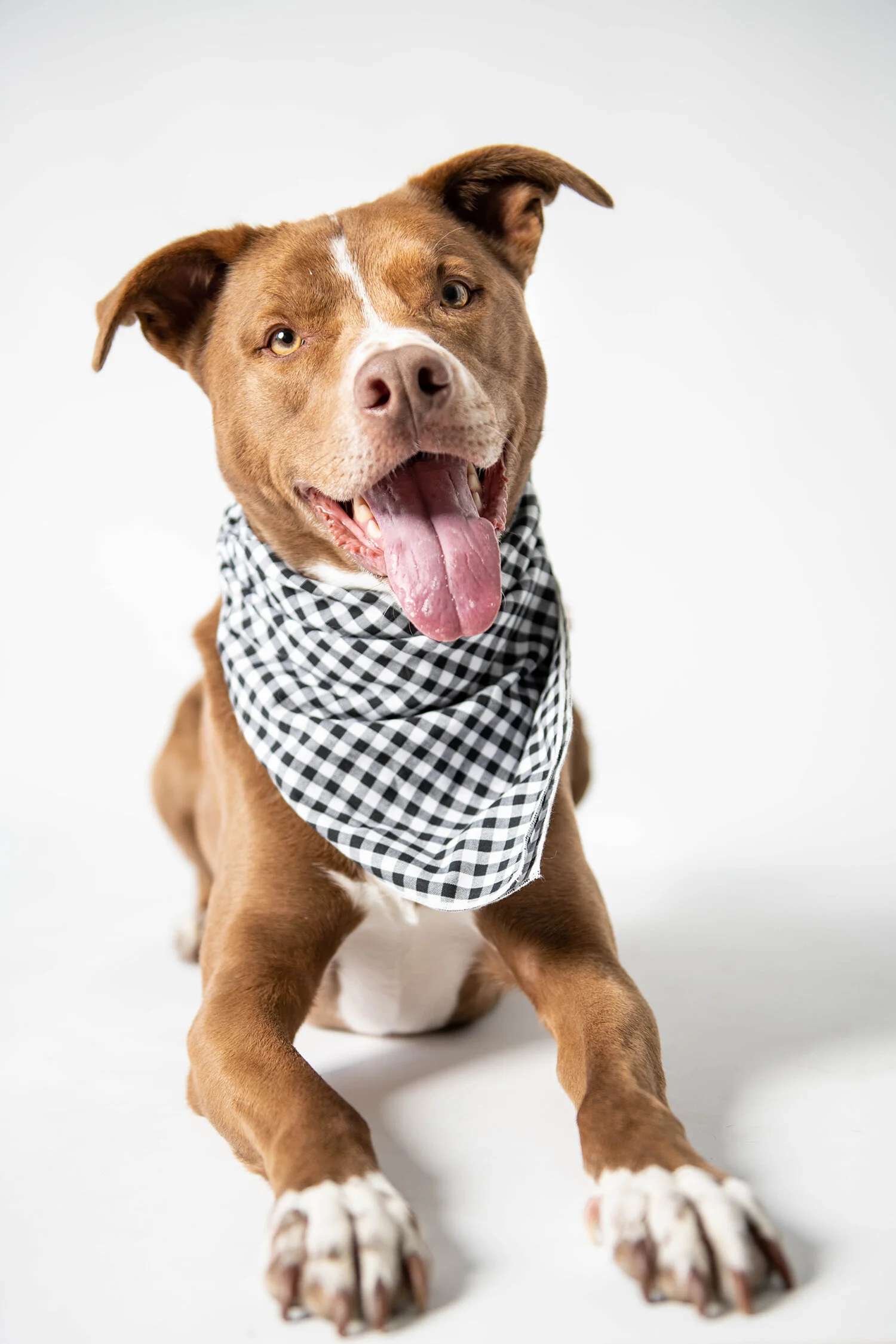 MinneapolisDogPhotographer_ArtimisAndOdie0019.jpg