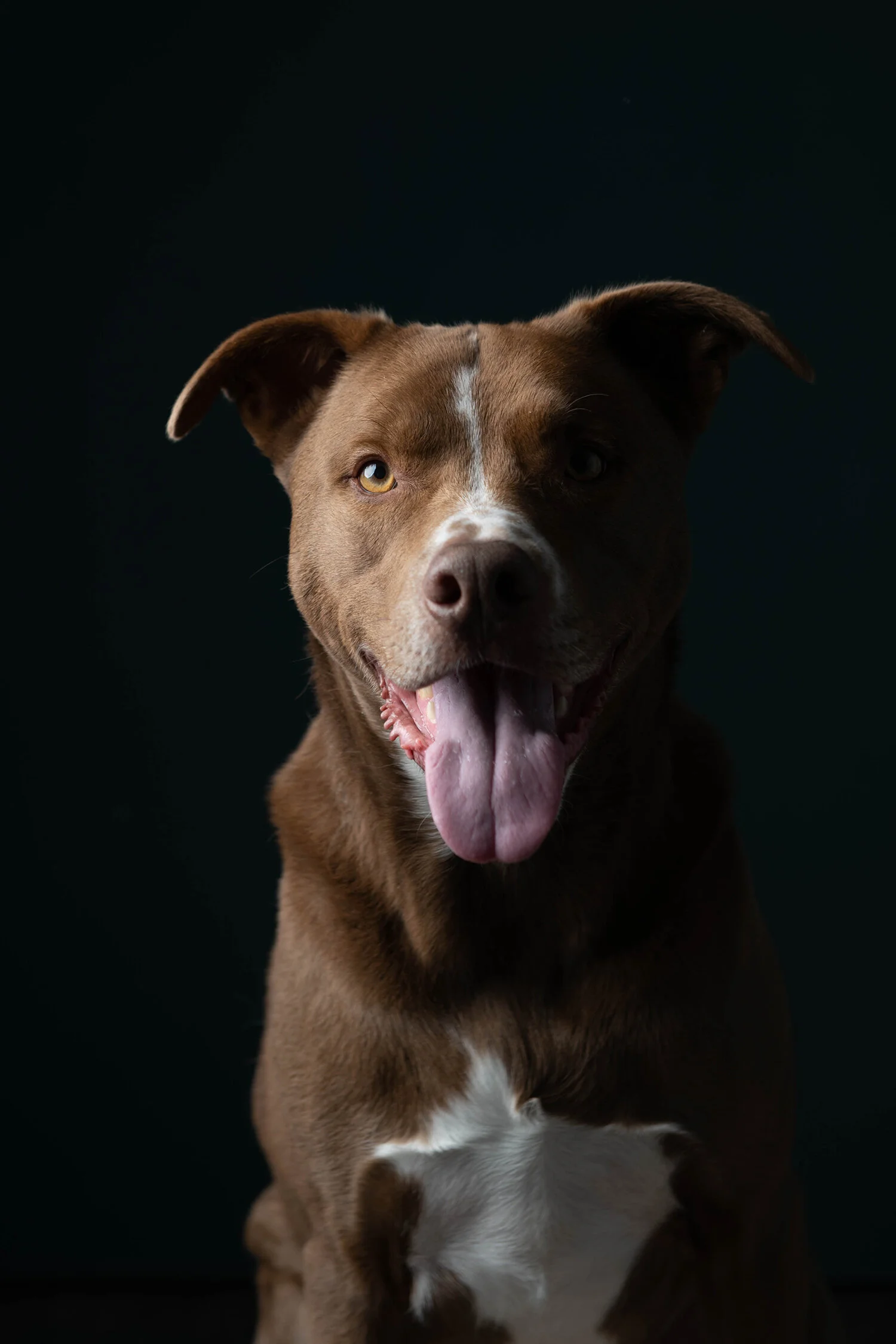 MinneapolisDogPhotographer_ArtimisAndOdie0033.jpg