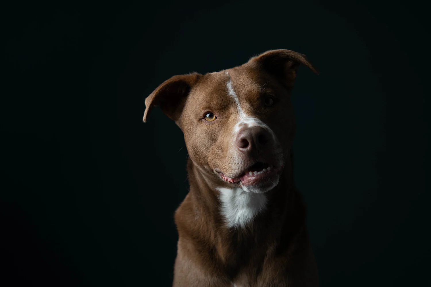 MinneapolisDogPhotographer_ArtimisAndOdie0035.jpg