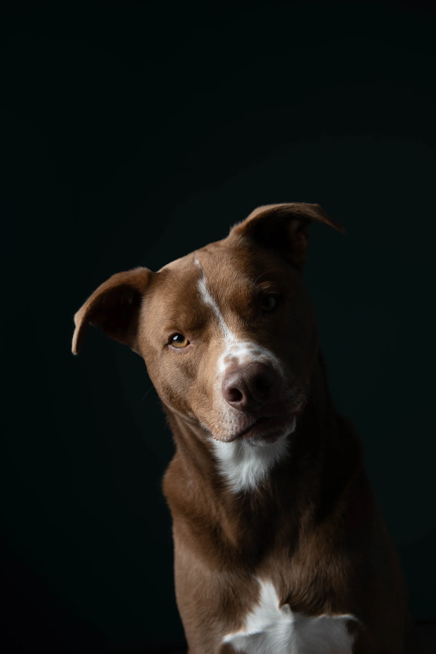 MinneapolisDogPhotographer_ArtimisAndOdie0037.jpg