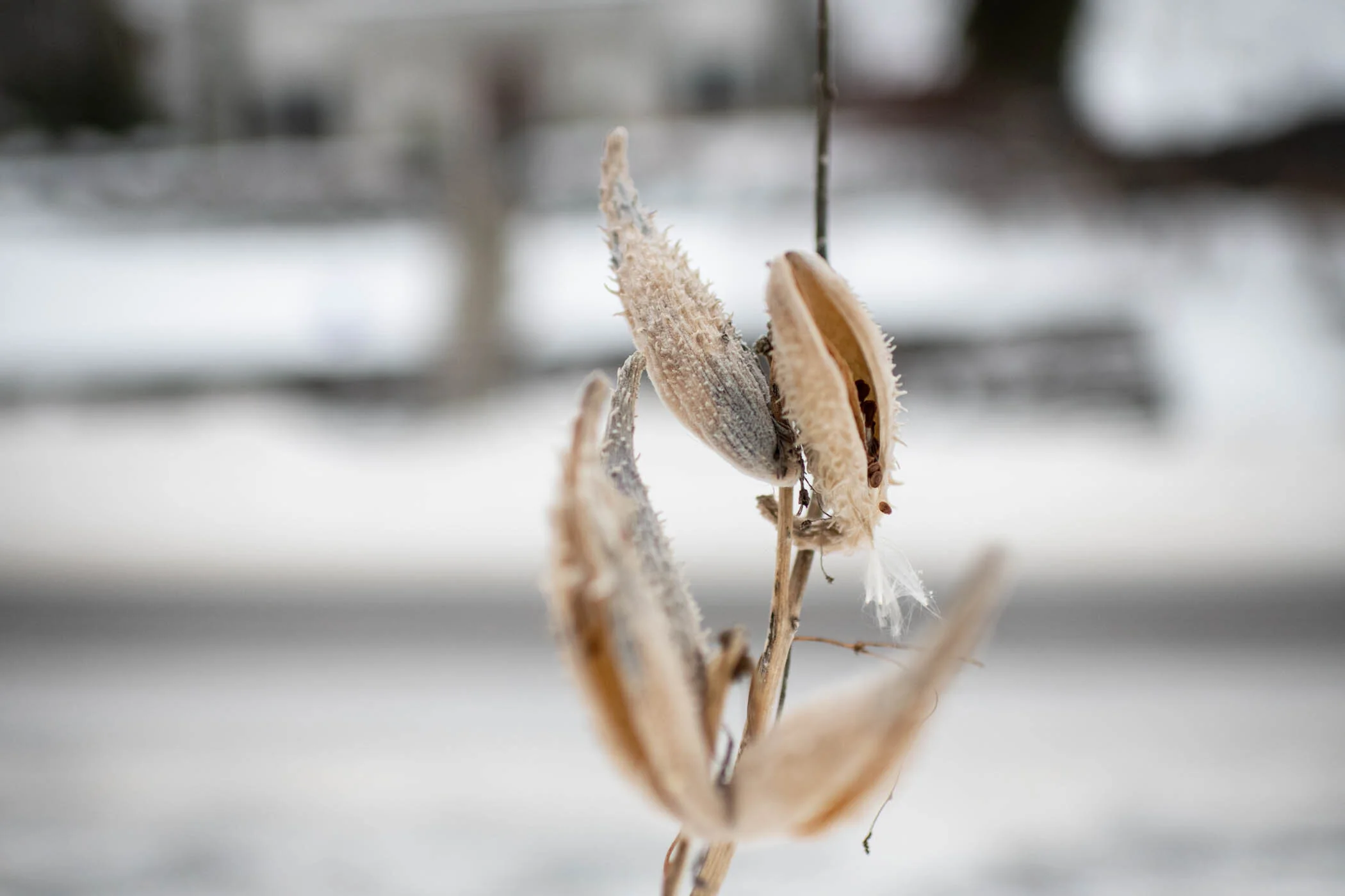 WinterWalk-2.jpg