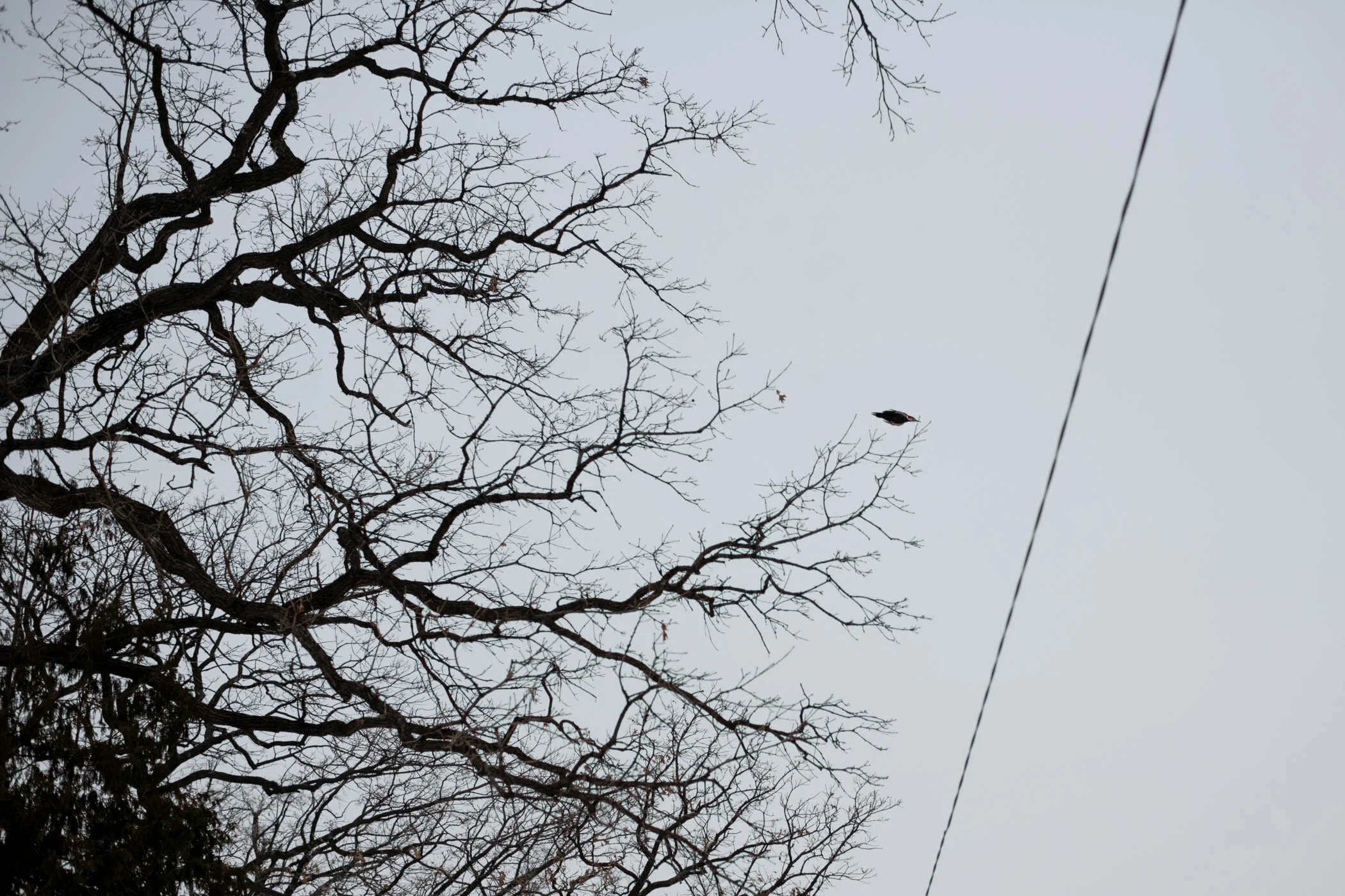 WinterWalk-3.jpg