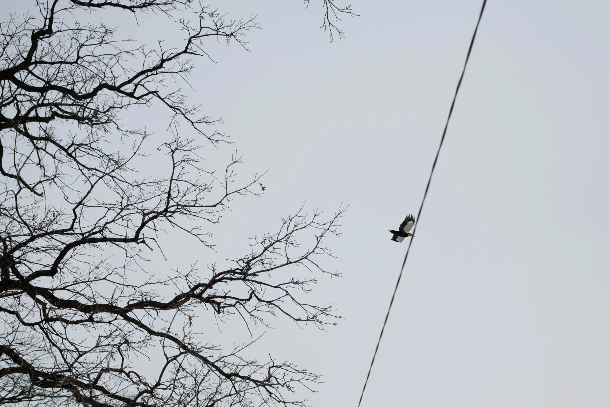 WinterWalk-4.jpg