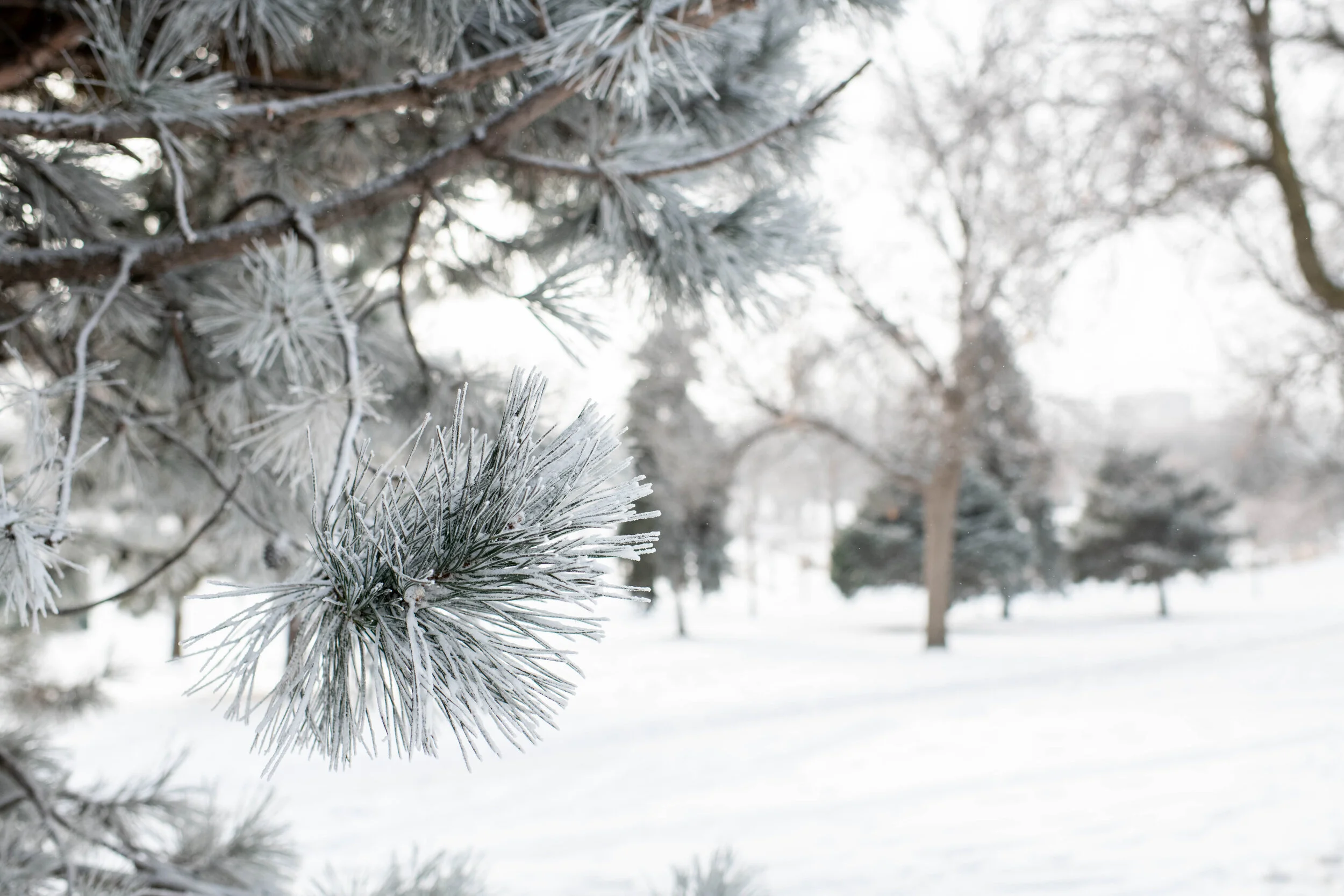 WinterScape-6.jpg