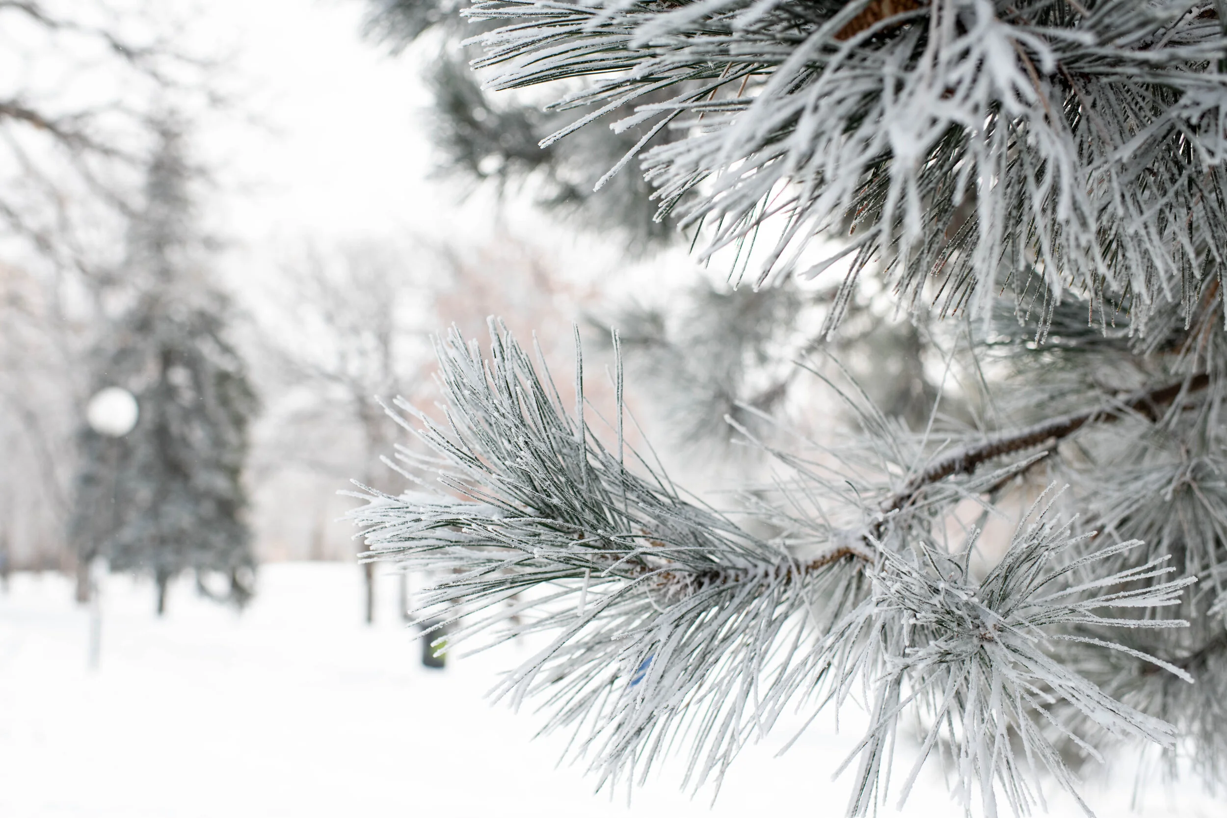 WinterScape-5.jpg