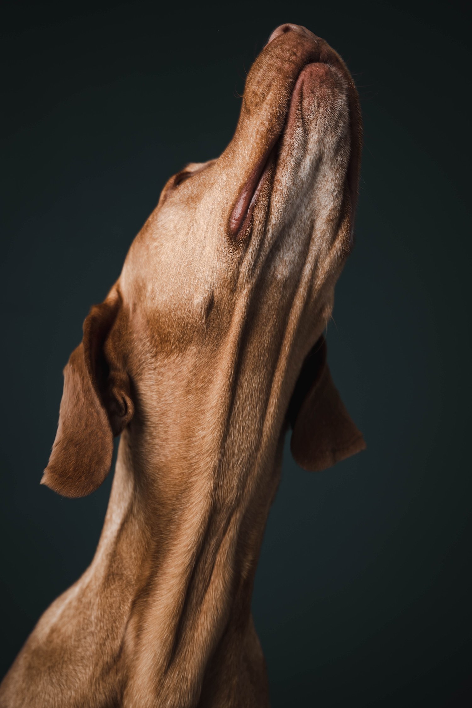 0432Dogs-64.jpg