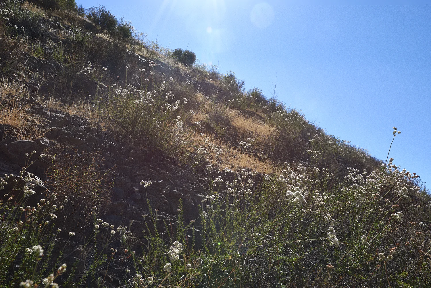 20170522_6056.jpg