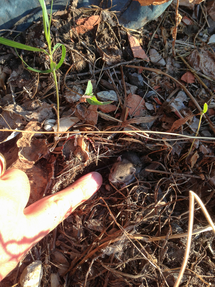 It always seems as if there are scores of deer roaming the grounds, but if you look a bit closer you'll find other things too. If you're Linda, you'll find mice.