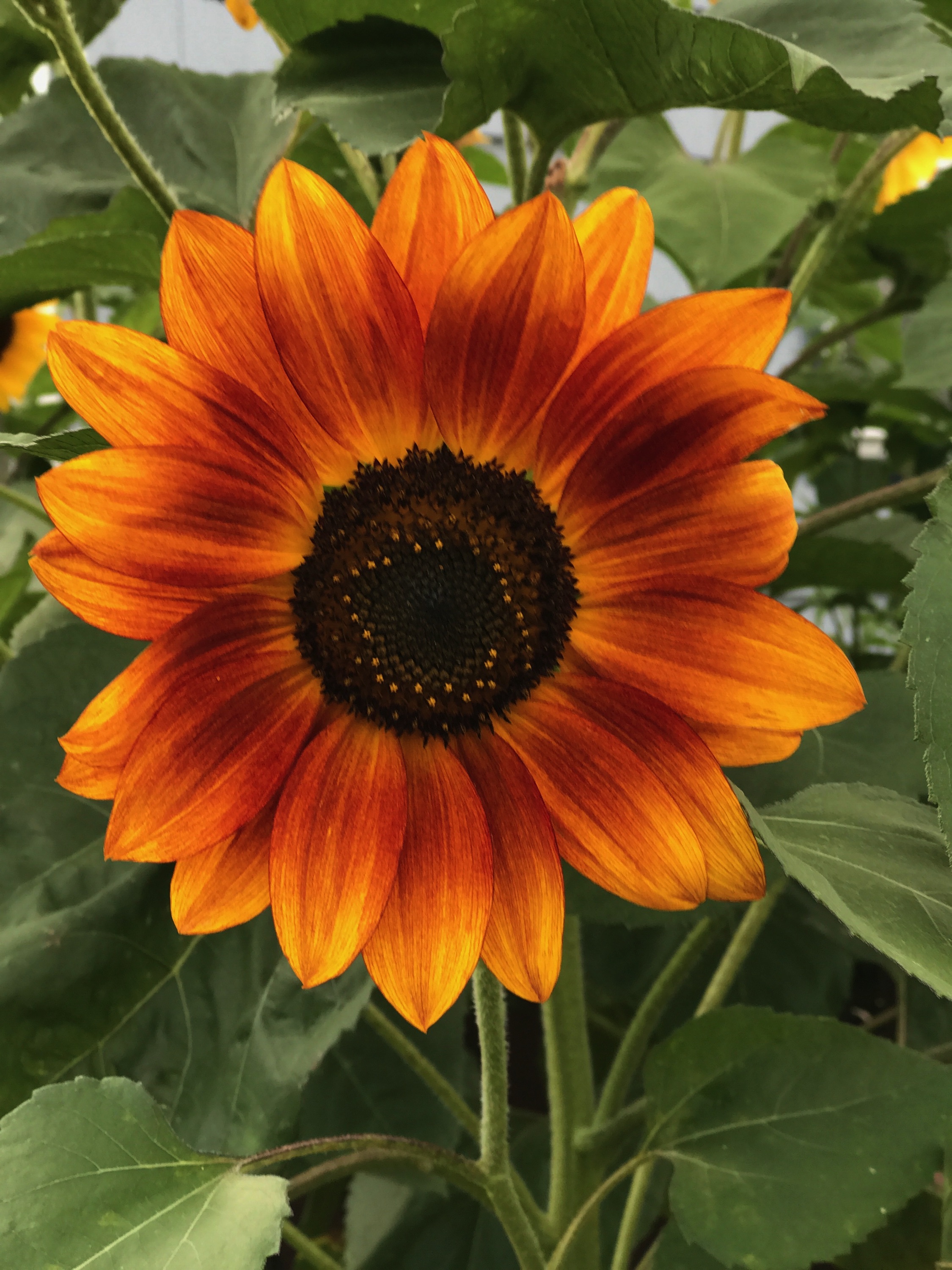 Sunflower.jpg
