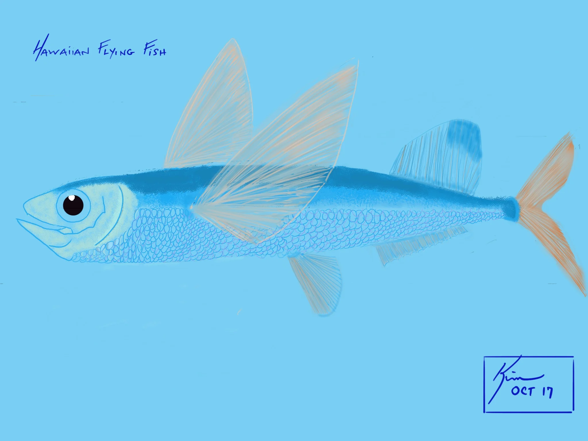 HAWAIIAN_Flying_Fish_.jpg