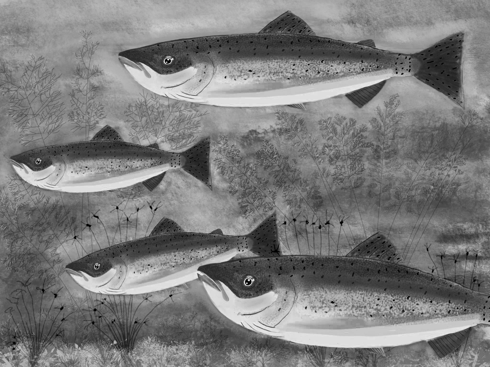 Fish_Sept_19_2018_Black_And_White.jpg
