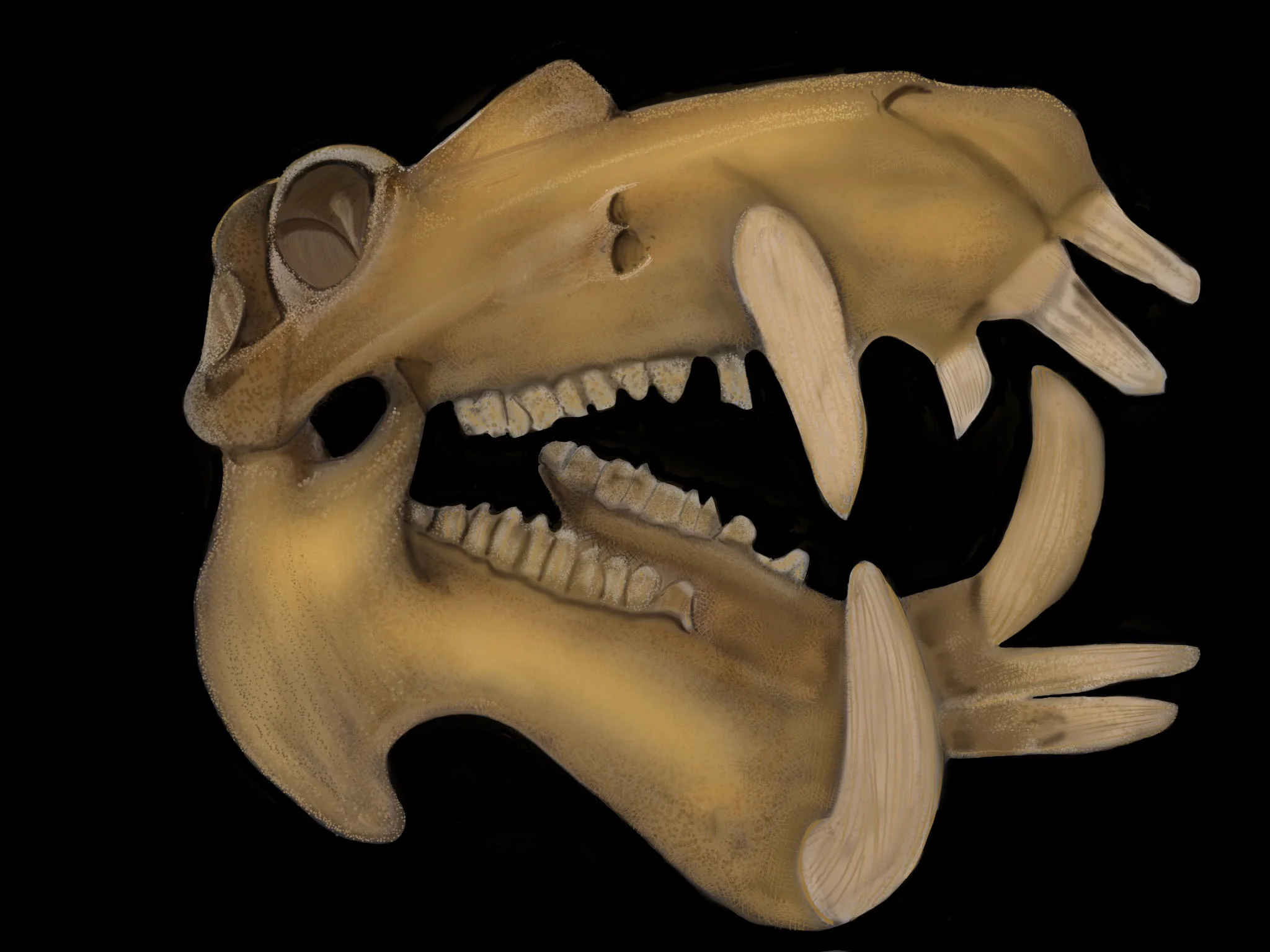 Kari's_Hippo_Skull_5.jpg