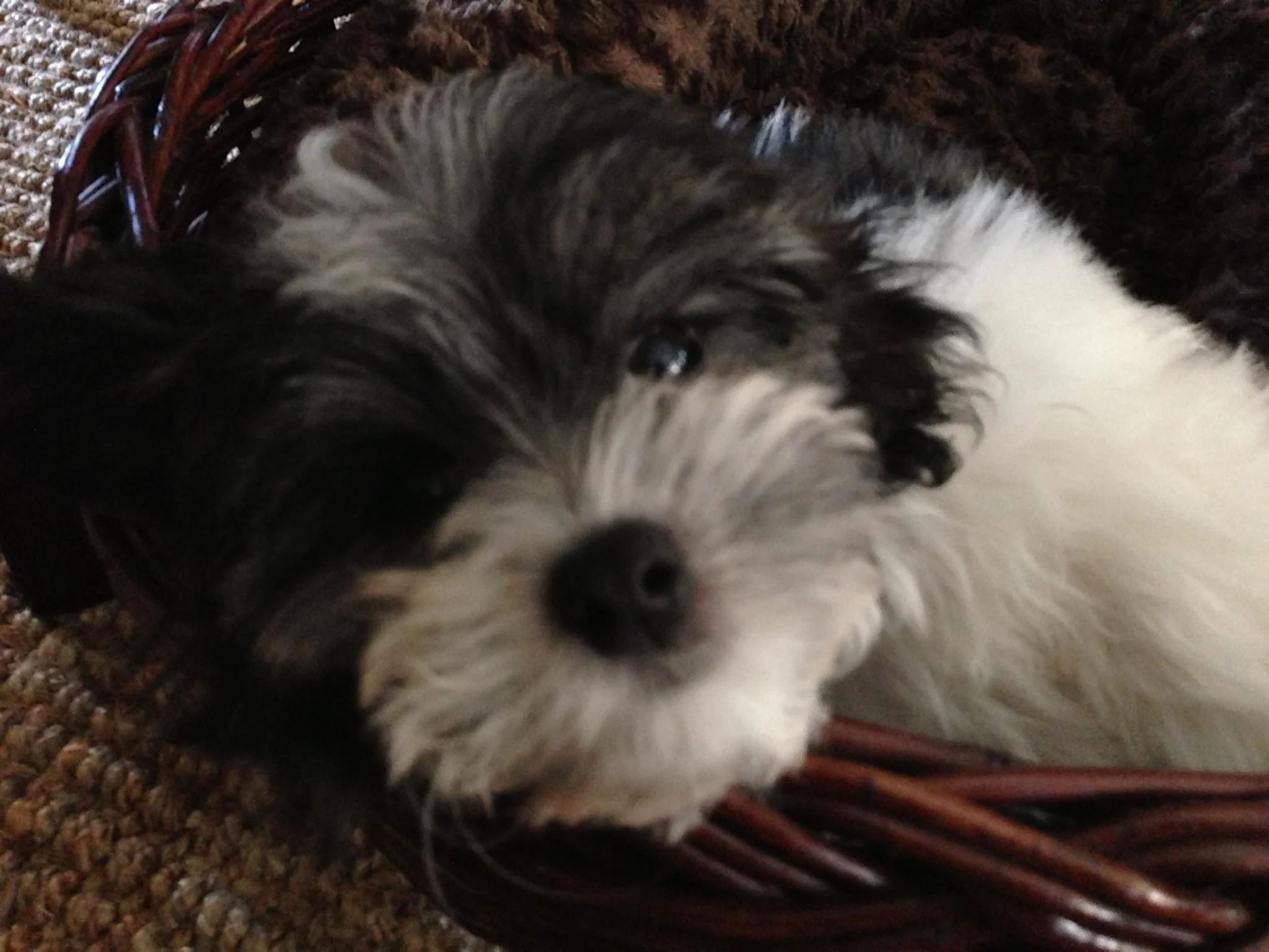 What makes a Designer Dog?