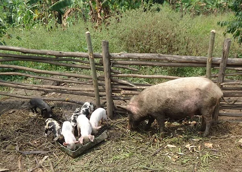 Piglets edited.jpg