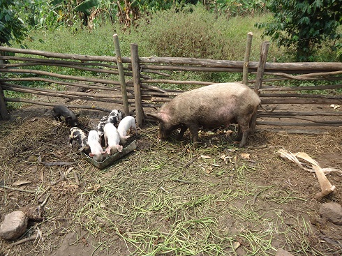 RUWO - local pig served by Combrough boer.JPG