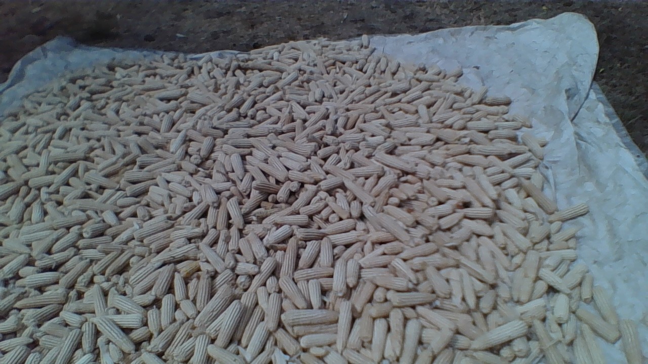 ASAMPLE OF HARVESTED MAIZE FROM THE MAIZE DEMONSTRATION GARDEN ON UNDER GOOD DRYING PRACTICES .jpg