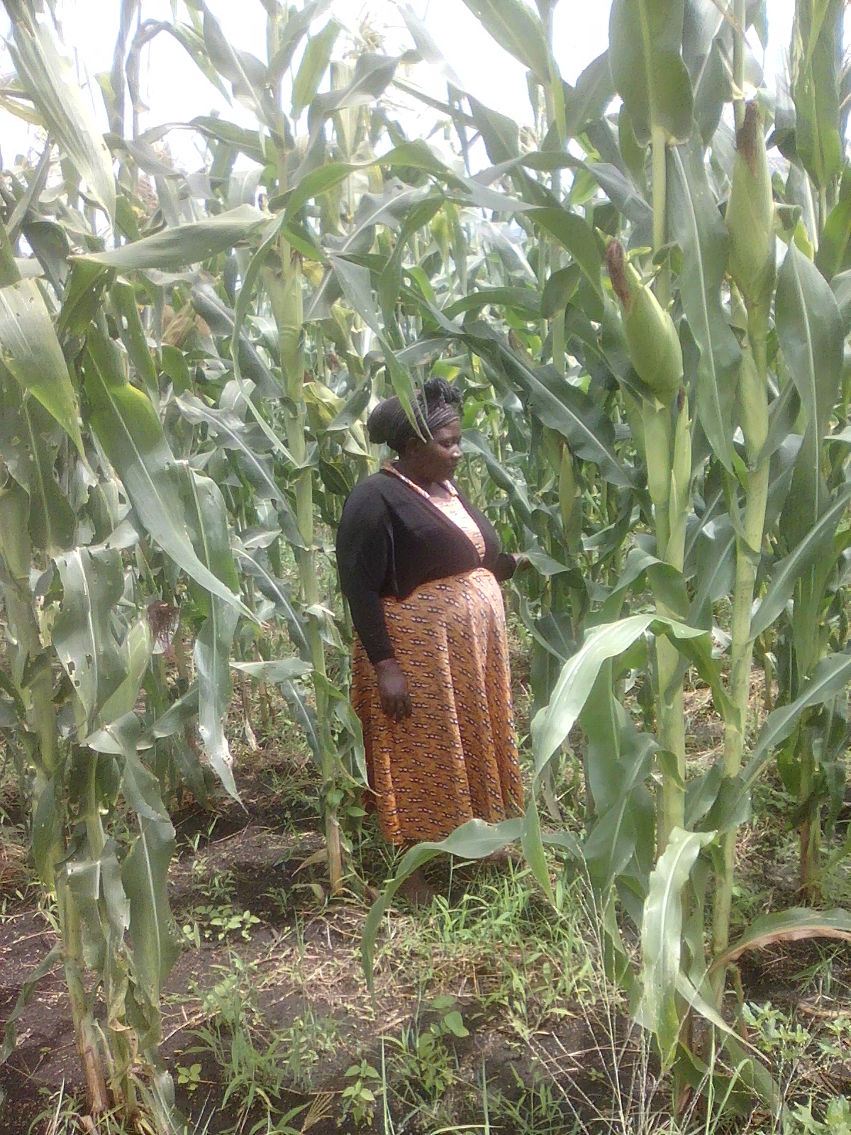 MULEMBA PASCEZIA SRCDO CHAIRPERSON DURING MONITORING AND EVALUATING OF THE MAIZE DEMONSTRATION GARDEN PROGRESS.jpg