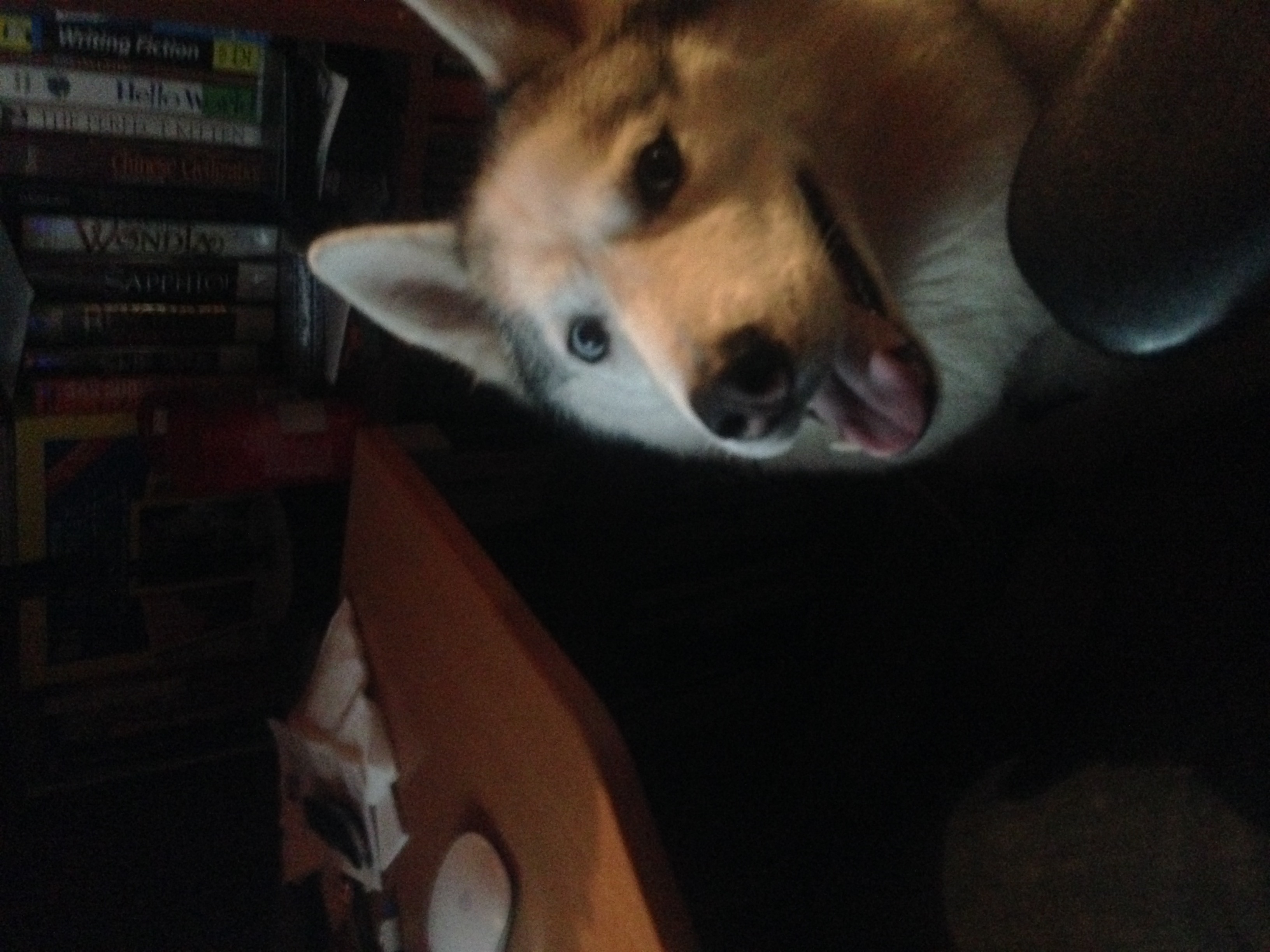 This dog interrupts my work at least 10 times a day.