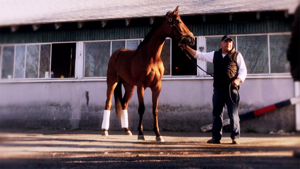 A monster of a horse, Holiday's Jewel