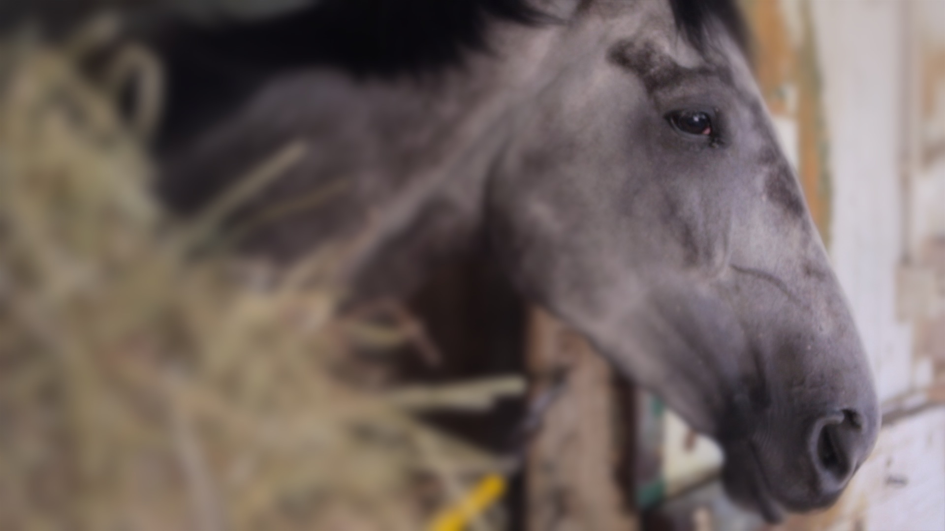 Centrina, one of the oldest horses at Barn 47 and quite a beauty.
