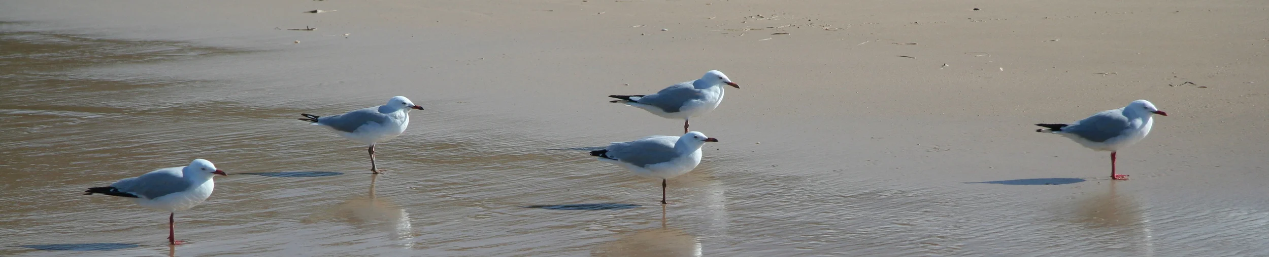 Seagulls crop.jpg