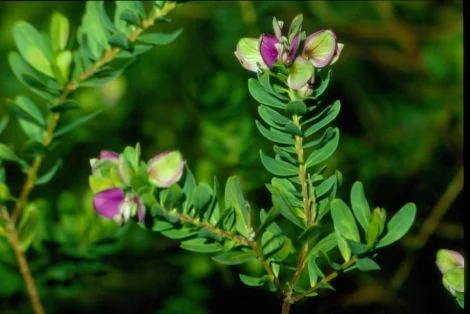 Polygala sml.jpg