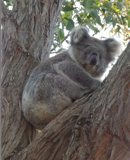 koala.jpg