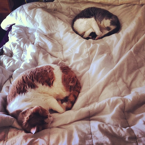 toby-sammy.jpeg