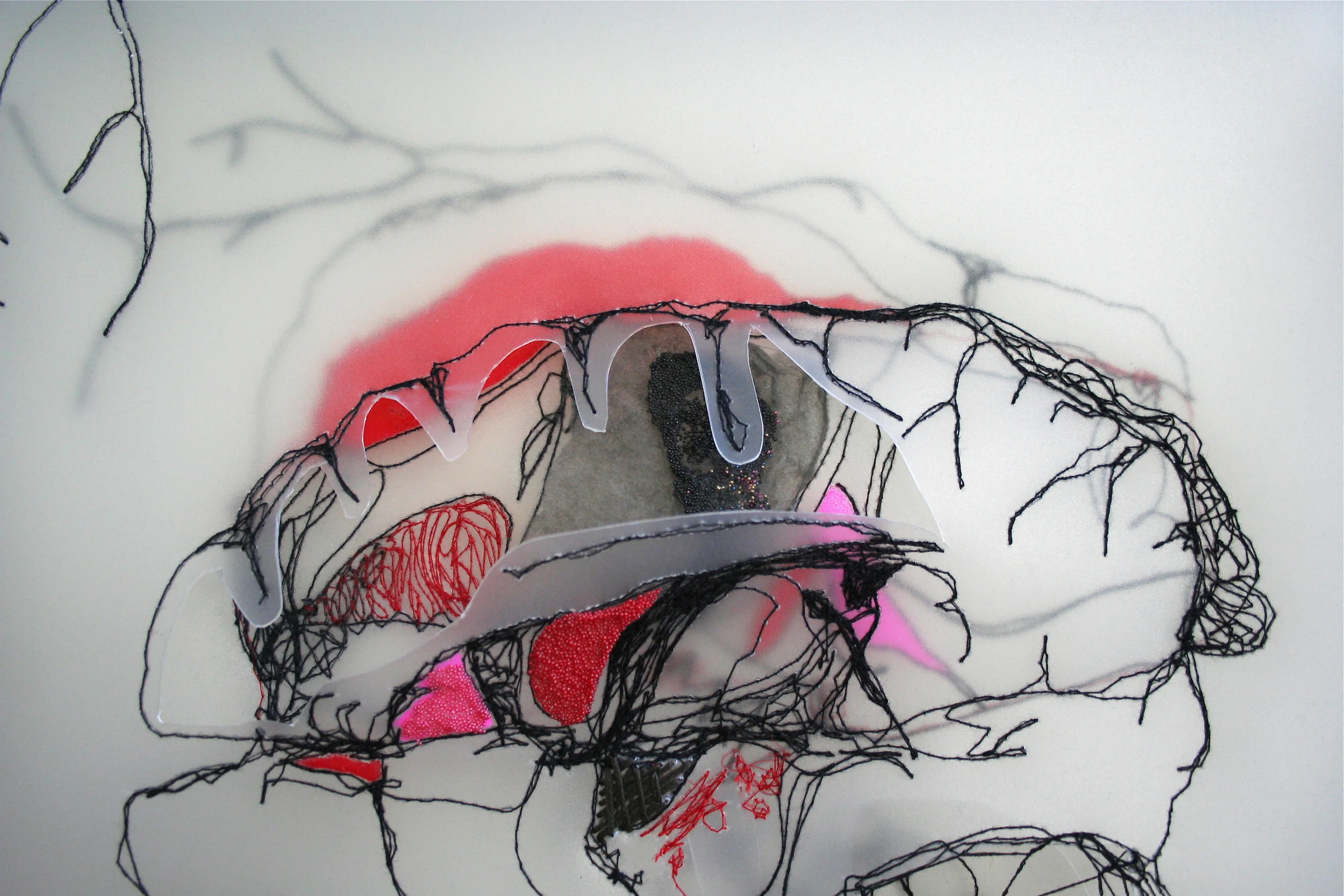 Vertebrata detail of brain.jpg