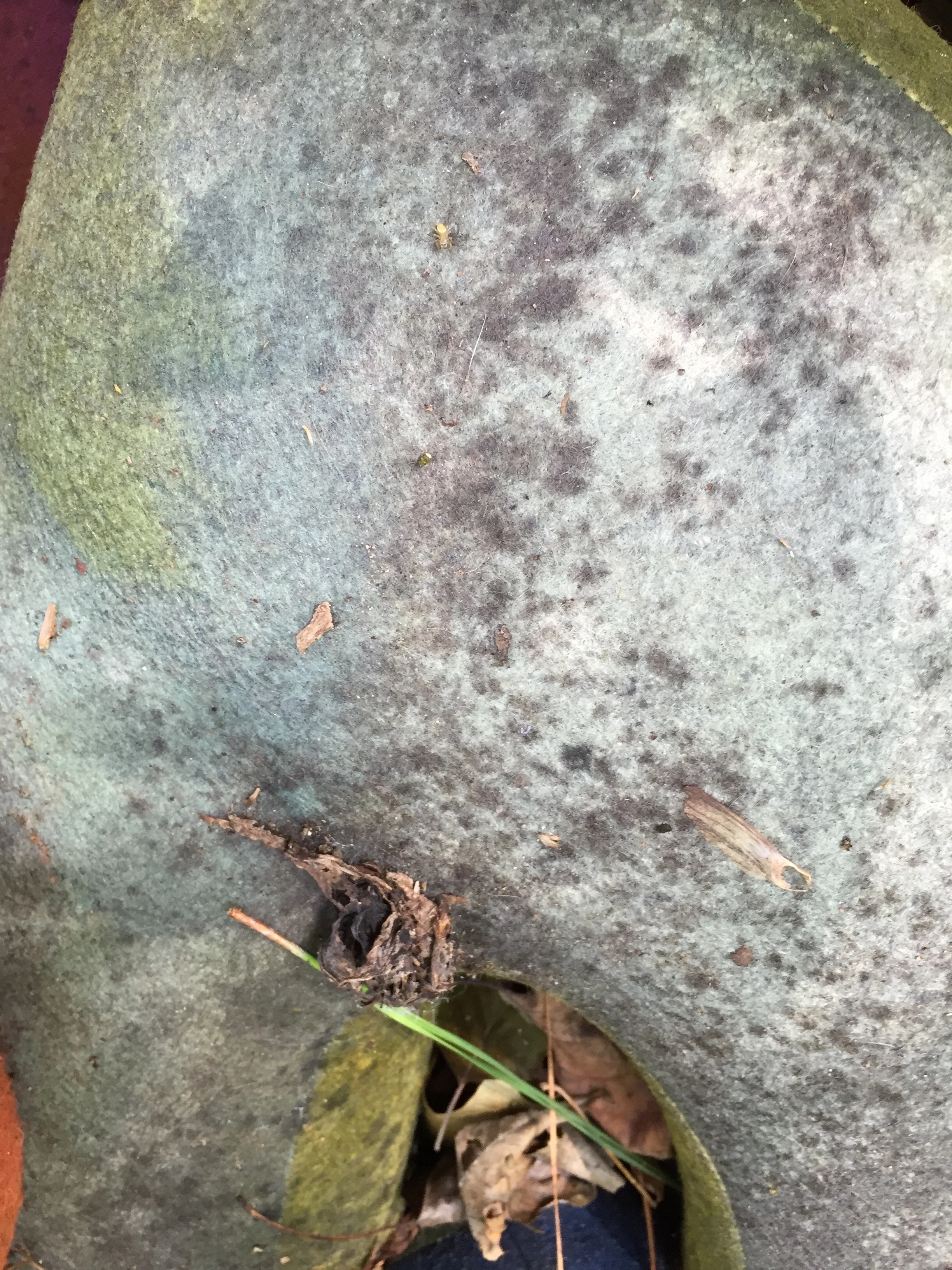 What can be deadly can also be lovely. Mold was beginning to transform the surface, creating new textures, colors and patterns. 