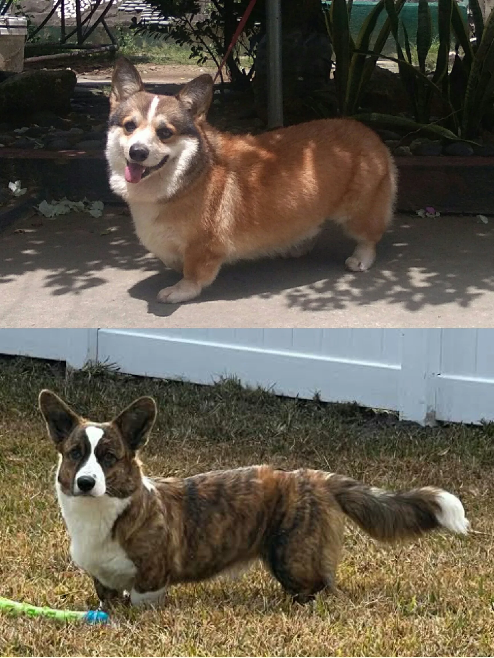Pembroke_and_Cardigan_Welsh_Corgi.jpg