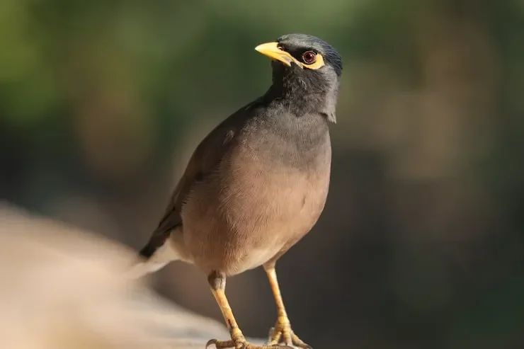 selective-focus-shot-myna-bird-perched-outdoors_181624-50556.webp