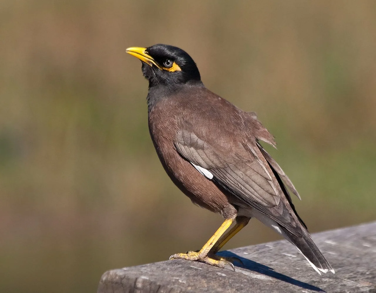 Acridotheres_tristis_-Sydney,_Australia-8.jpg