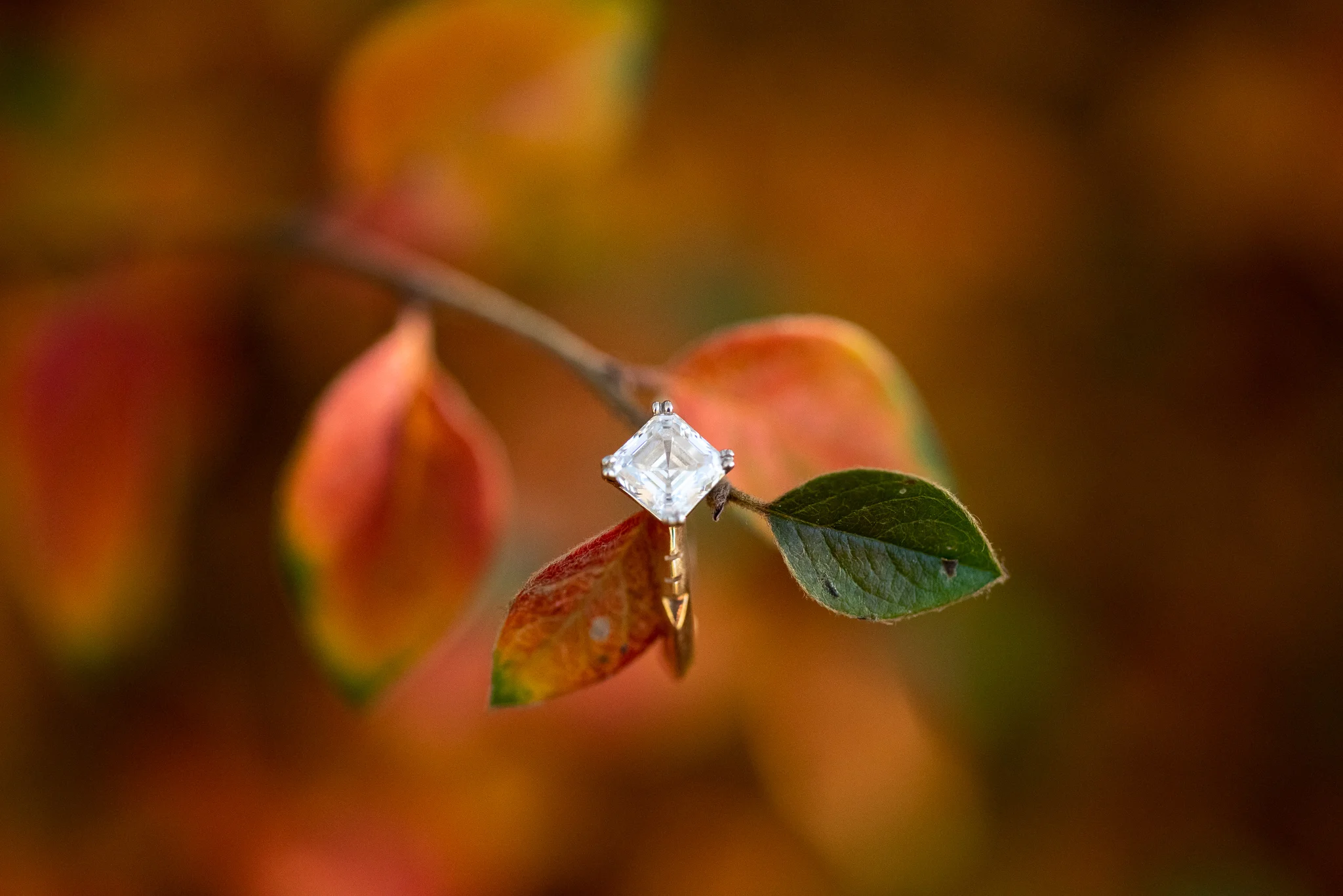 DSC_2342.jpg