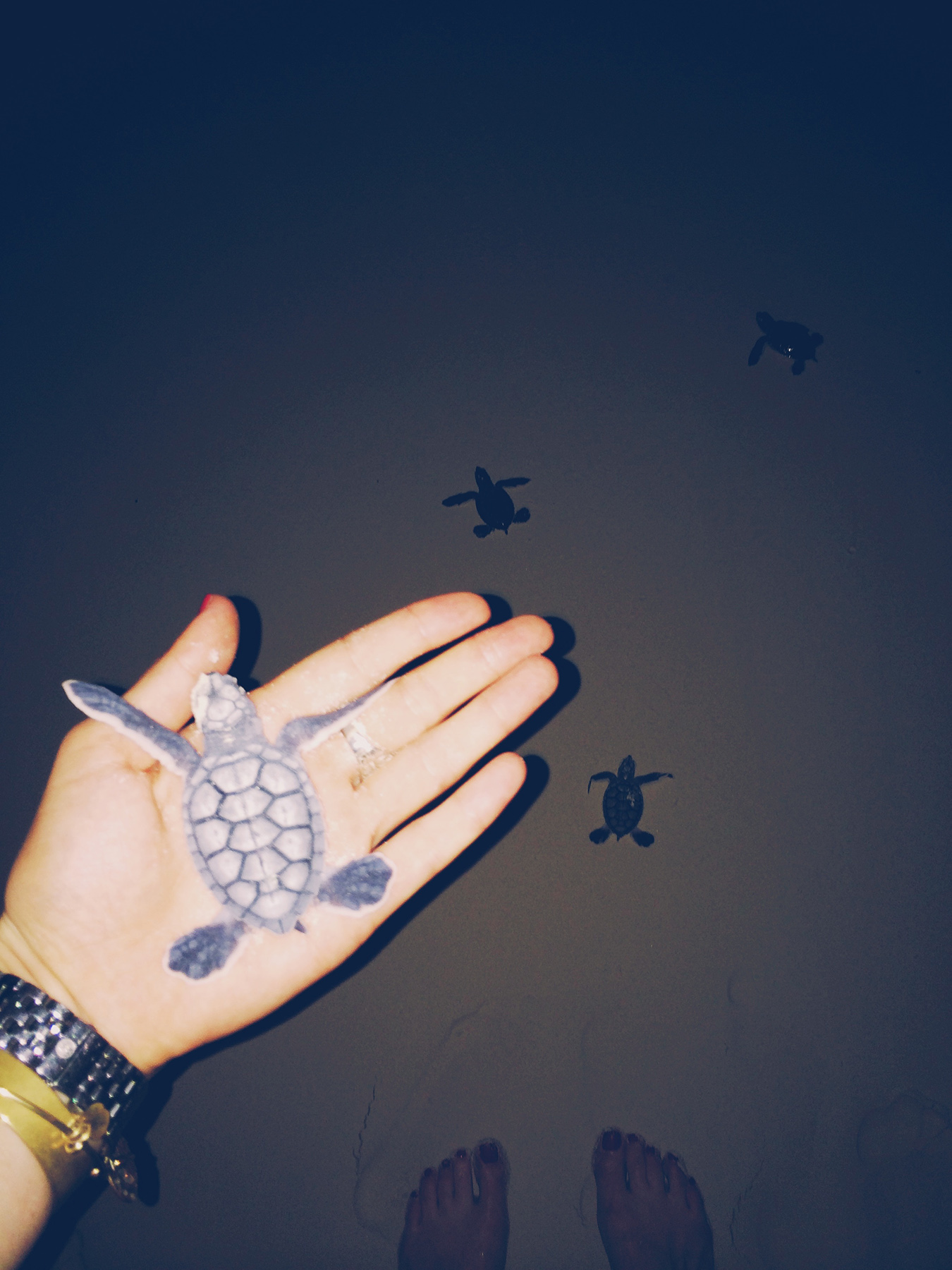 turtlehatching_whereisper.jpg
