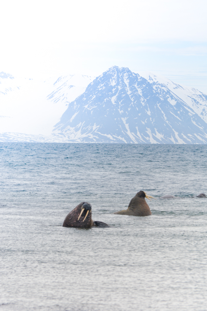 Svalbard_Pukka_WalrusIsland_PerriRothenberg_Resized-8921.jpg
