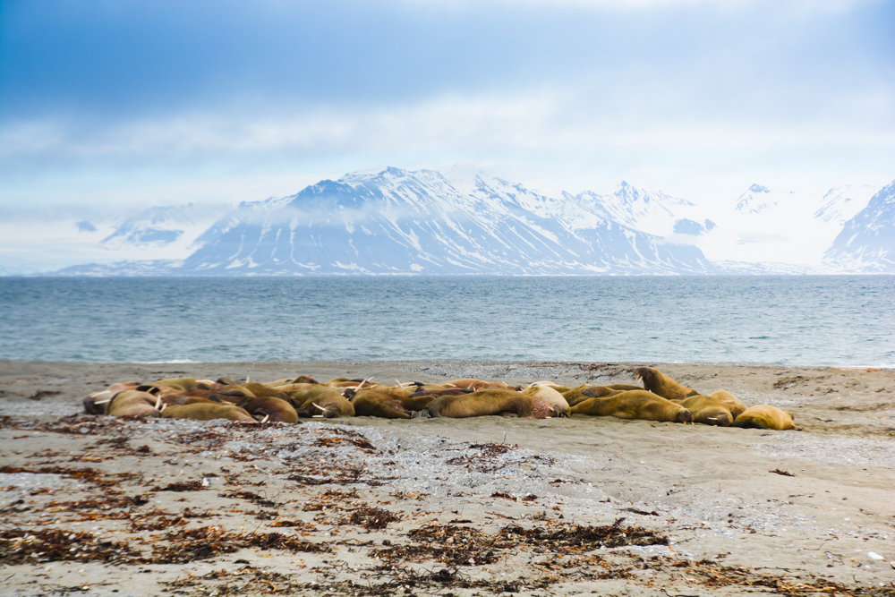 Svalbard_Pukka_WalrusIsland_PerriRothenberg_Resized-8950.jpg