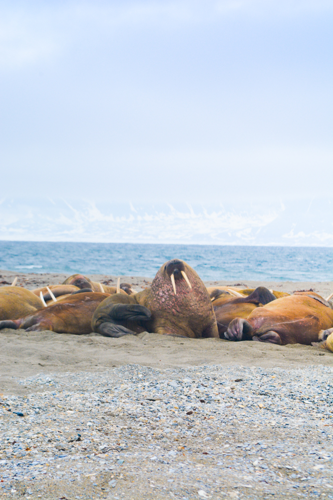 Svalbard_Pukka_WalrusIsland_PerriRothenberg_Resized-8933.jpg