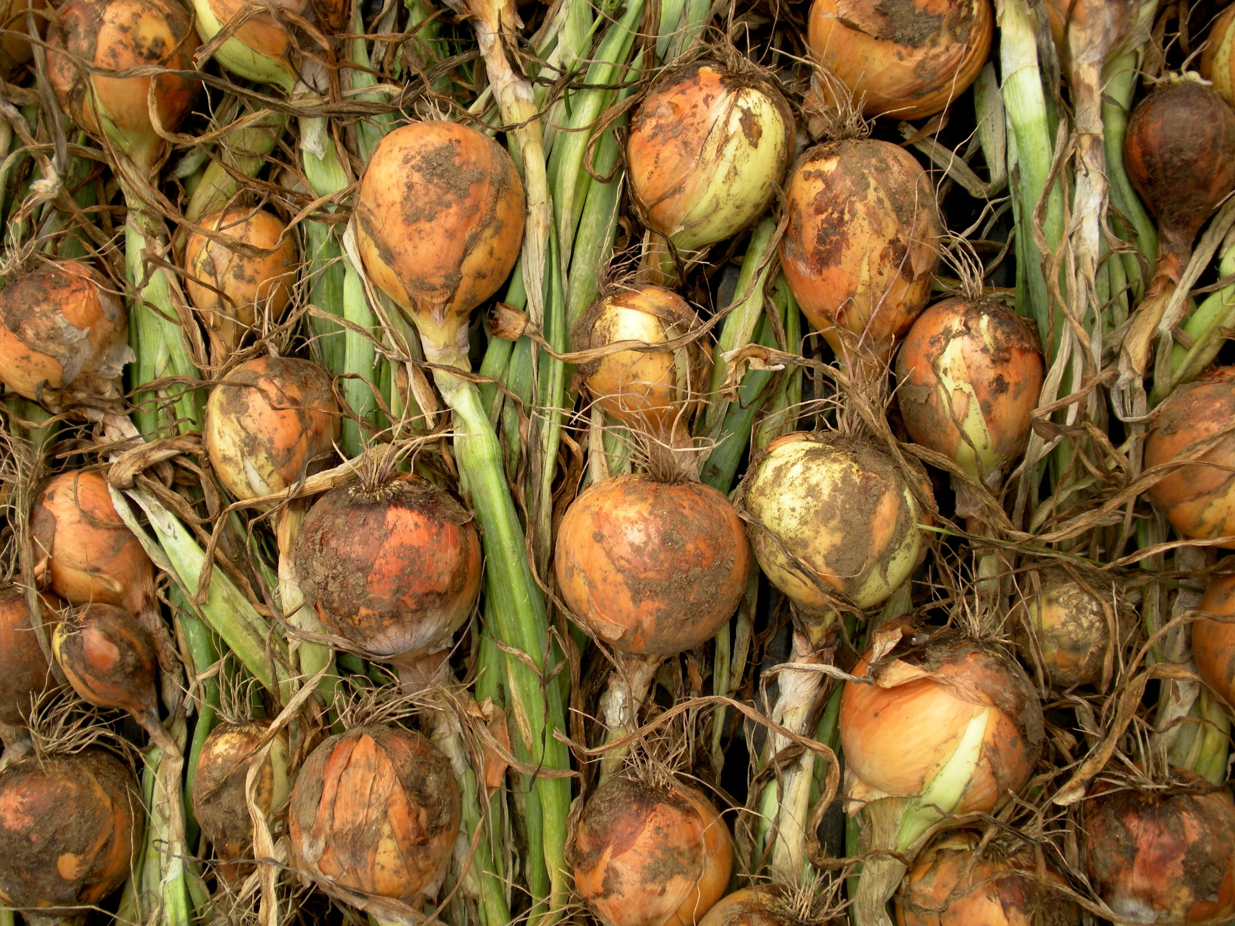 onions