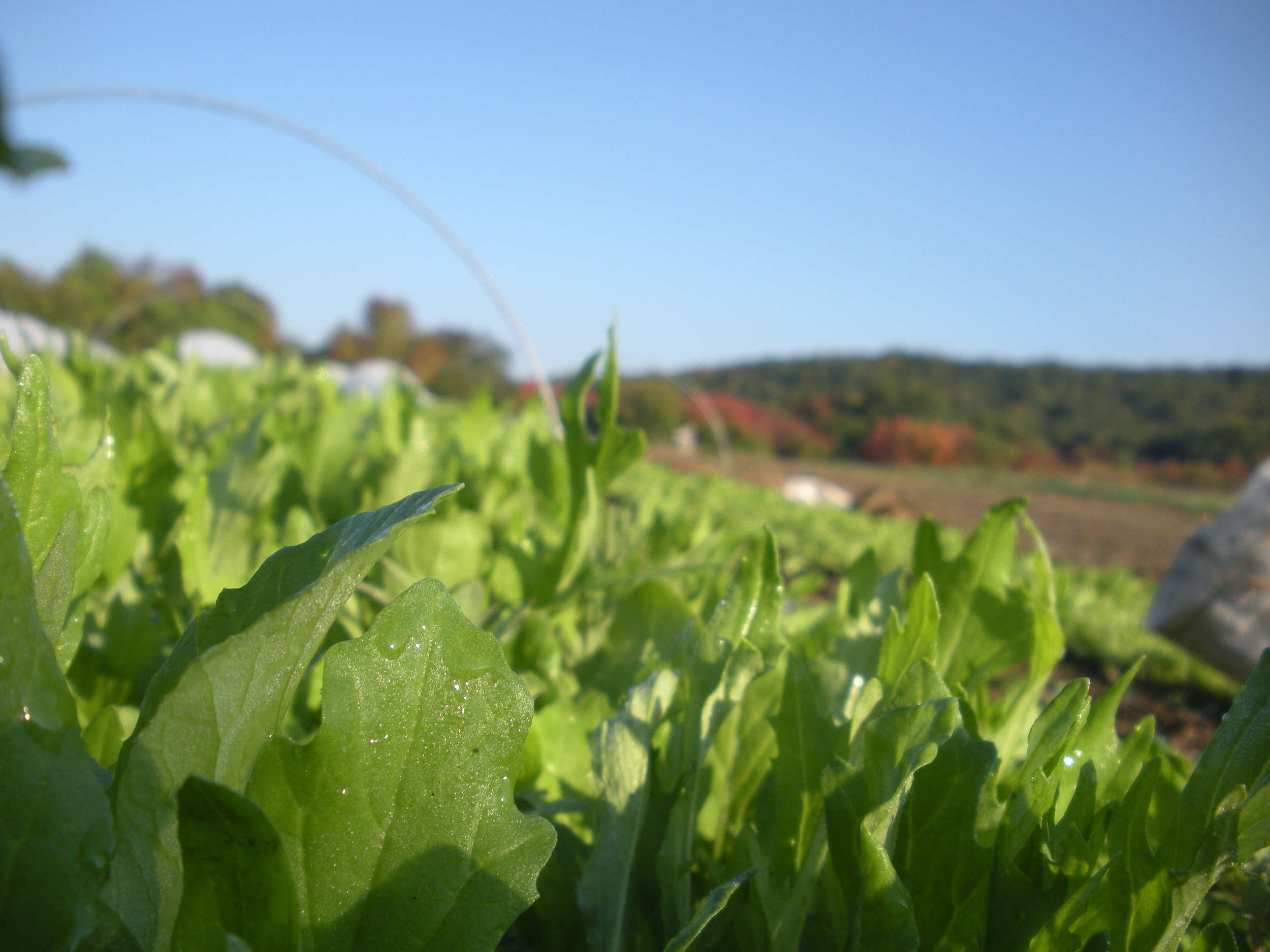 Asian greens harvest