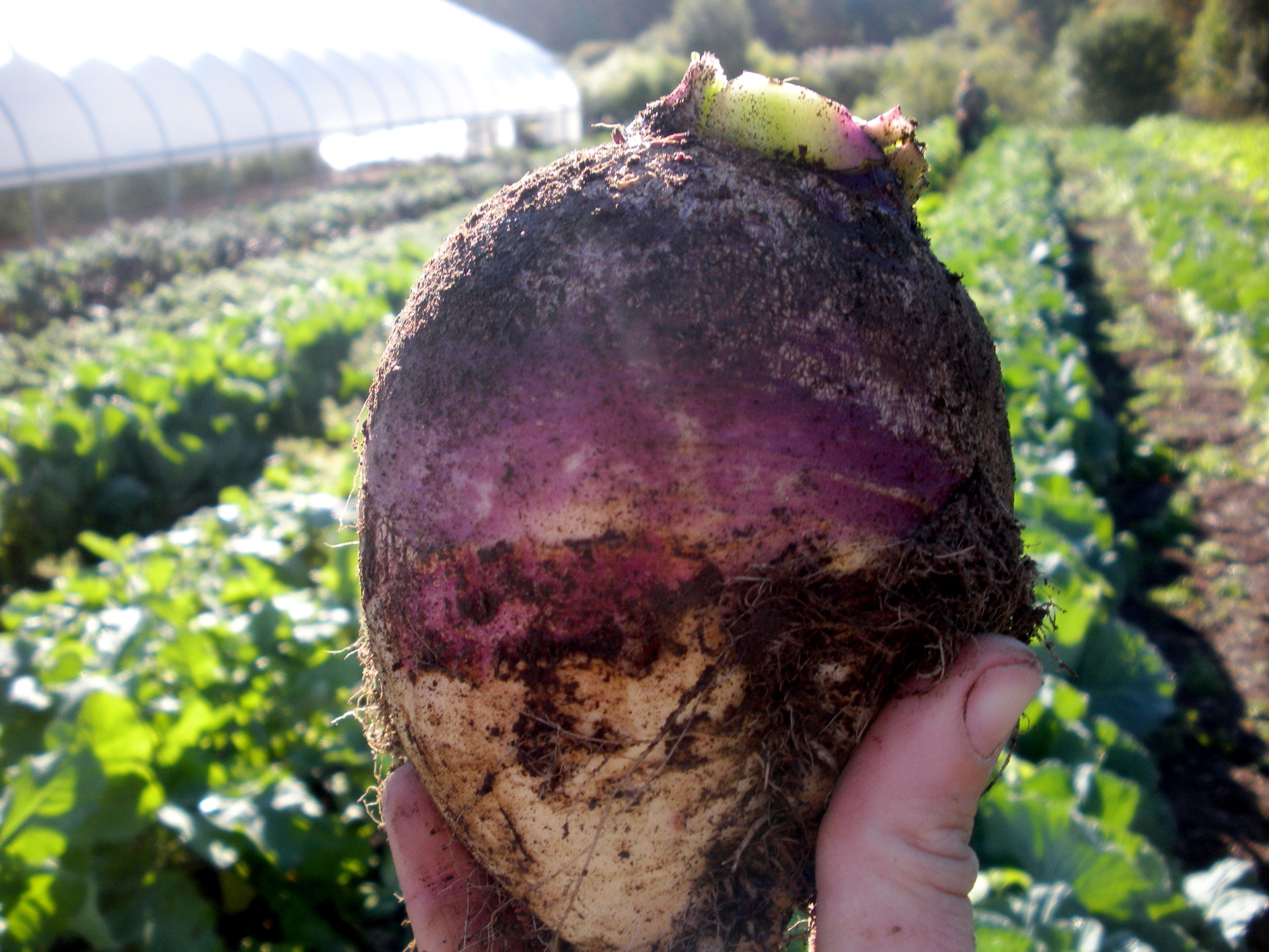 Behold, the rutabaga!