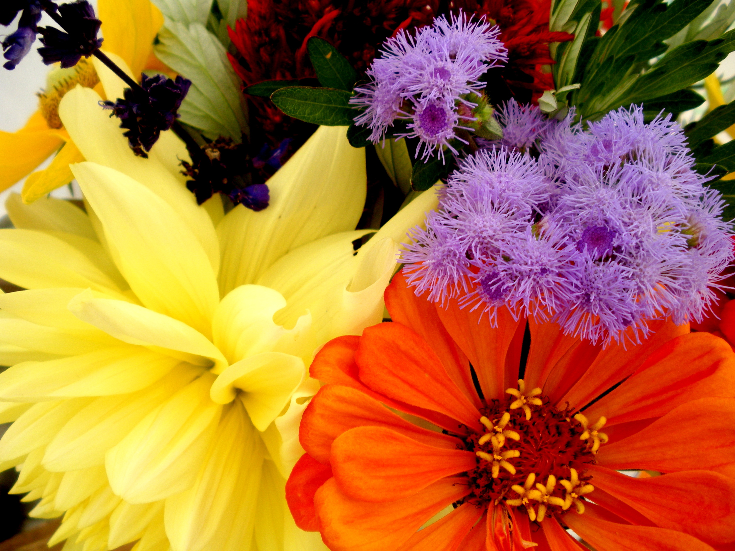 Fall flowers